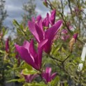 Magnolia 'Susan' - 4