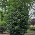 Ilex x meserveae 'Blue Prince' - Foto 2