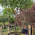 Prunus laurocerasus 'Rotundifolia' - Foto 2