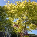 Acer palmatum 'Tsumabeni' - 1
