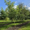 Juglans regia 'Lange van Lod' - Foto 3