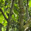 Juglans regia 'Lange van Lod' - Foto 2