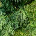 Pinus strobus - Afbeelding 1