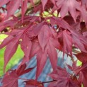 Acer palmatum 'Bloodgood' - Foto 1