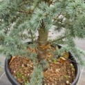 Cedrus libani 'Glauca' - 1