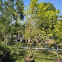 Platanus x hispanica 'Alphen's Globe' - 4