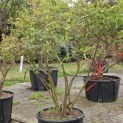 Vaccinium corymbosum 'Bluecrop' - 3