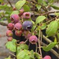 Vaccinium corymbosum 'Bluecrop' - 2