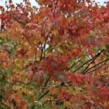 Acer palmatum - 3