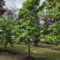 Liquidambar styraciflua - juni 2026