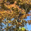 Acer palmatum Masu-kagami - 3