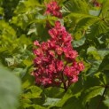 Aesculus x carnea 'Briotii' - 2
