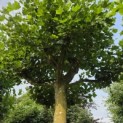 Platanus x hispanica - Foto 2