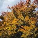Fagus sylvatica 'Atropunicea' - 2
