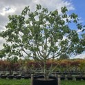 Ficus carica - Foto 3