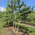 Ginkgo biloba - Foto 1
