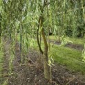 Salix x sepulcralis 'Chrysocoma' - 1