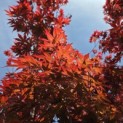 Acer palmatum 'Fireglow' - 1