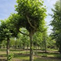 Platanus hispanica - Foto 1