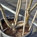 Parrotia persica - oktober 2024