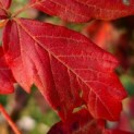 Acer griseum - Foto 1