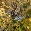 Liquidambar styraciflua - 5