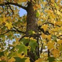 Liquidambar styraciflua - 6