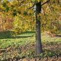 Liquidambar styraciflua - november 2025
