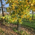 Liquidambar styraciflua - november 2025