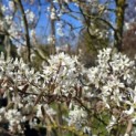 Amelanchier lamarckii - 2