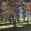 Fagus sylvatica 'Atropunicea' - 3
