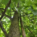 Liquidambar styraciflua - 2