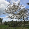 Amelanchier lamarckii - 1