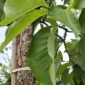 Magnolia sieboldii - 5