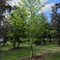 Castanea Sativa - 2