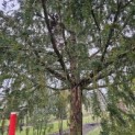 Taxus baccata dovastoniana 'Aurea Pendula' - 3
