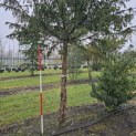 Taxus baccata dovastoniana 'Aurea Pendula' - 225 stam