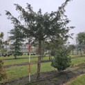 Taxus baccata dovastoniana 'Aurea Pendula' - 225 stamhoogte. winterfoto febr 2026.