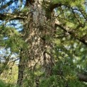 Cedrus libani - 1