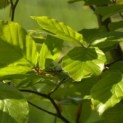 Fagus sylvatica