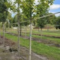 Acer platanoides 'Princeton Gold' - 4