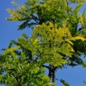 Gleditsia triacanthos ‘Sunburst' - Foto 1