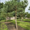 Pinus sylvestris - Foto 3