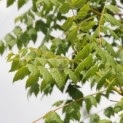 Koelreuteria paniculata - 4