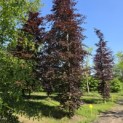 Fagus sylvatica 'Atropunicea' - Foto 1