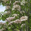 Cornus kousa 'Stellar Pink' - 3