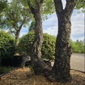 Quercus Suber - 1