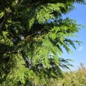 Thuja plicata 'Gelderland - 5