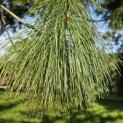 Pinus wallichiana - 3