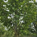 Magnolia 'Heaven Scent' - Foto 4